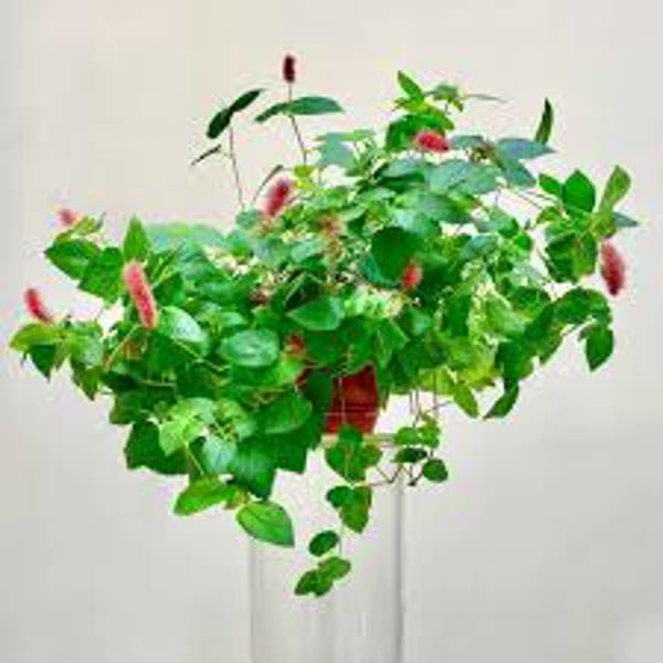 Комнатные растения Green Shop  Акалифа