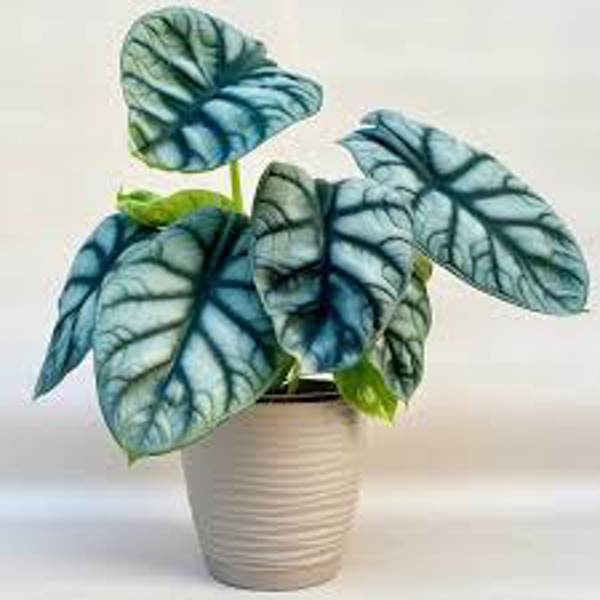 Комнатные растения Green Shop  Алоказия
