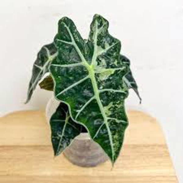 Комнатные растения Green Shop  Алоказия