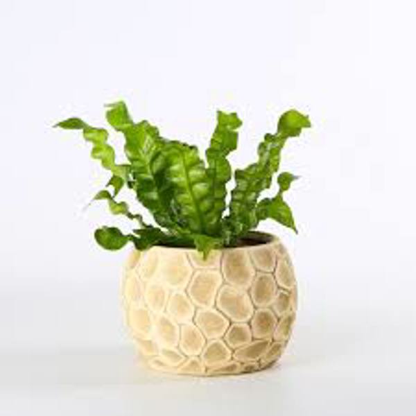 Комнатные растения Green Shop  Асплениум