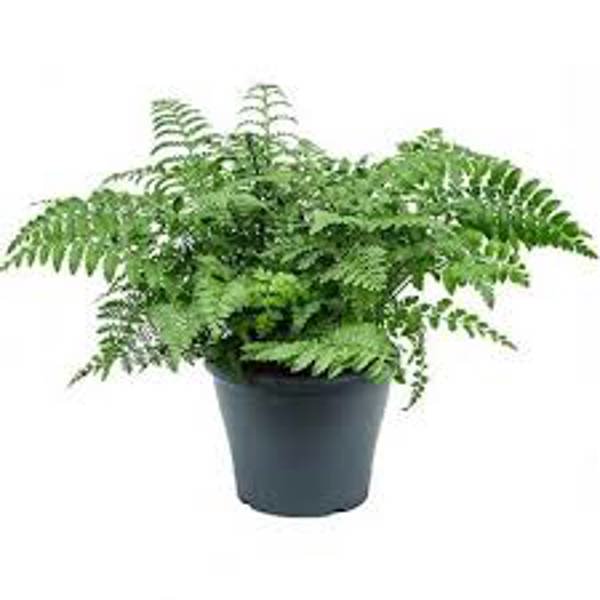 Комнатные растения Green Shop  Асплениум