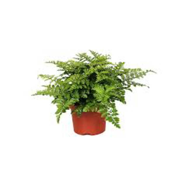 Комнатные растения Green Shop  Асплениум