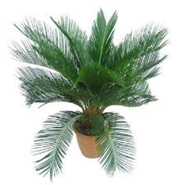 Комнатные растения Green Shop  Цикас