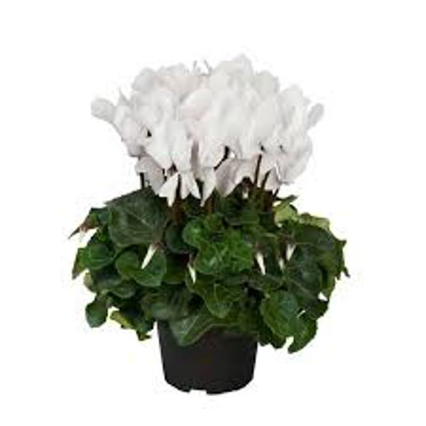 Комнатные растения Green Shop  Цикламен