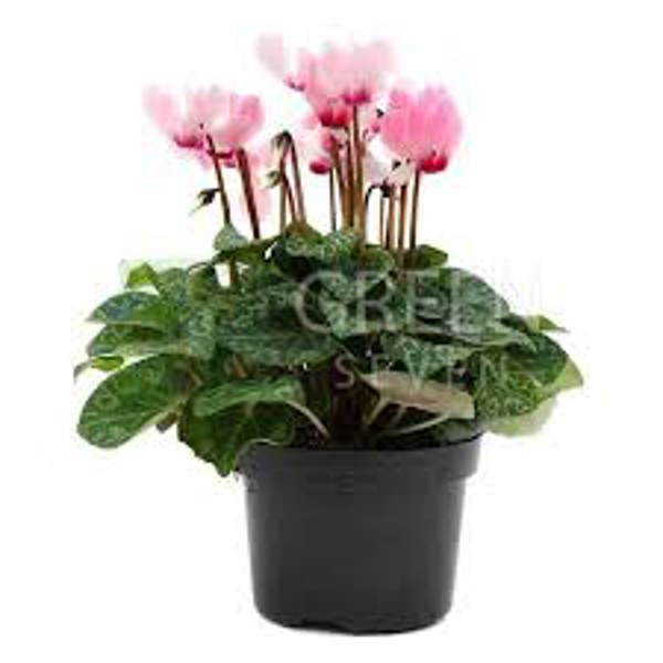 Комнатные растения Green Shop  Цикламен