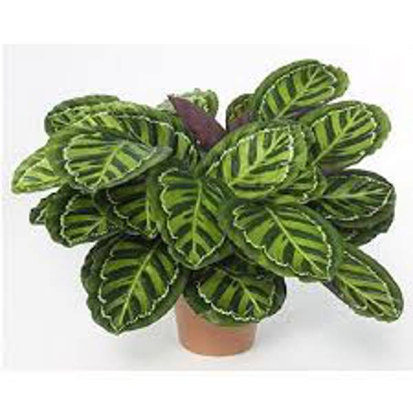 Комнатные растения Green Shop  Калатея