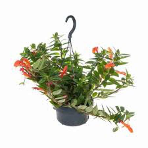 Комнатные растения Green Shop  Колумнея