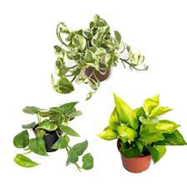 Комнатные растения Green Shop  Сциндапус