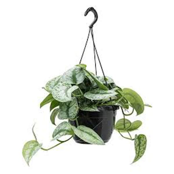 Комнатные растения Green Shop  Сциндапус