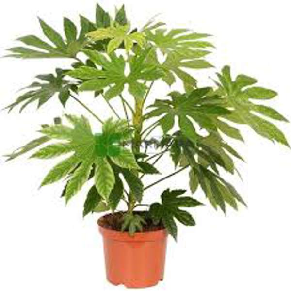 Комнатные растения Green Shop  Фатсия