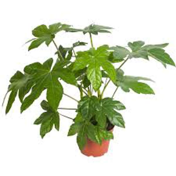 Комнатные растения Green Shop  Фатсия