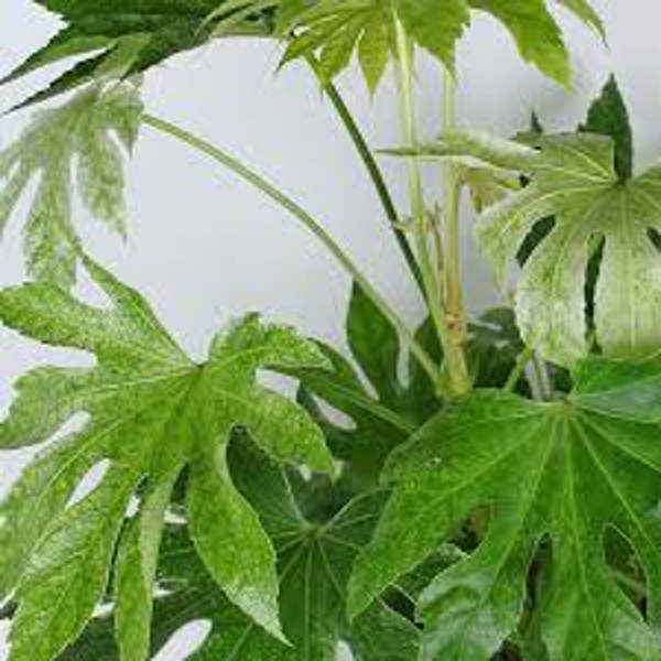 Комнатные растения Green Shop  Фатсия