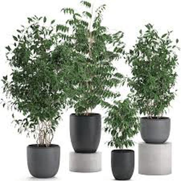 Комнатные растения Green Shop  Фикус бенджамина