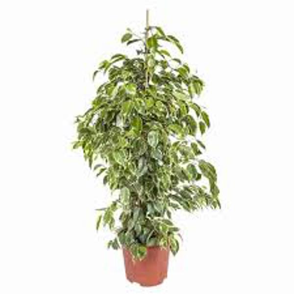 Комнатные растения Green Shop  Фикус бенджамина
