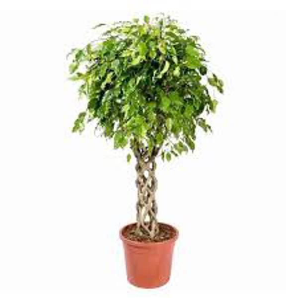 Комнатные растения Green Shop  Фикус бенджамина