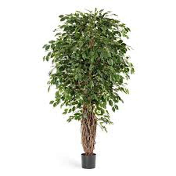 Комнатные растения Green Shop  Фикус бенджамина