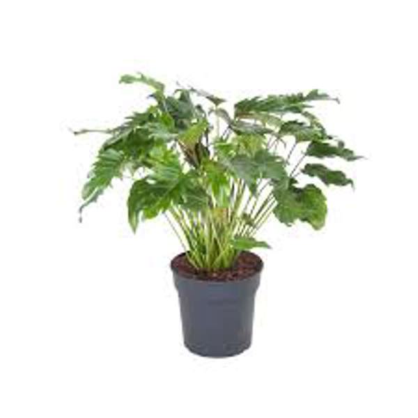 Комнатные растения Green Shop  Филодендрон