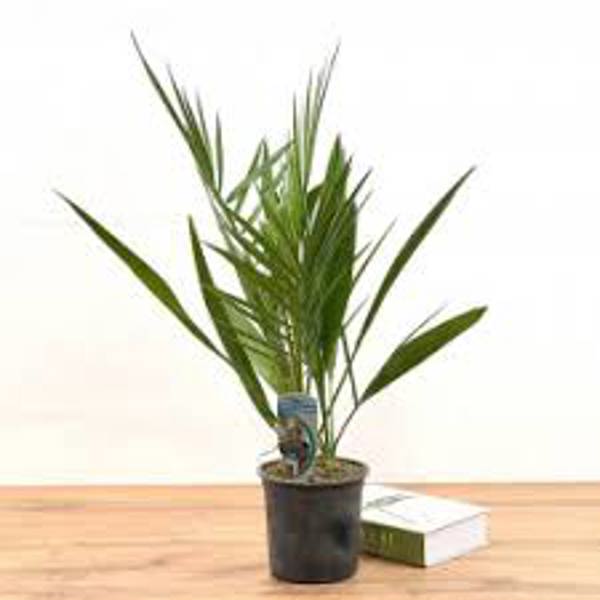 Комнатные растения Green Shop  Финиковая пальма