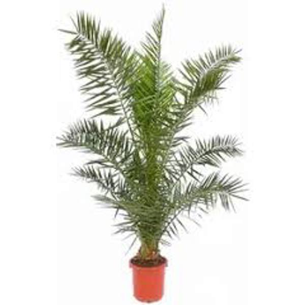 Комнатные растения Green Shop  Финиковая пальма
