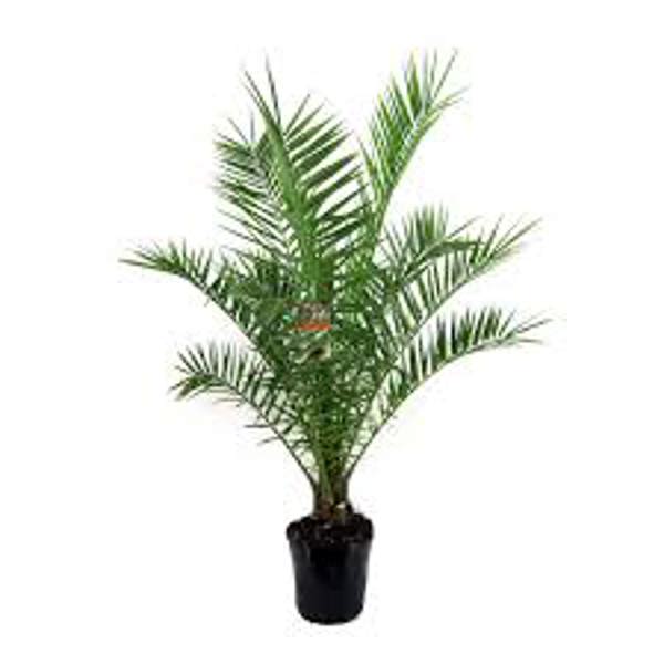 Комнатные растения Green Shop  Финиковая пальма