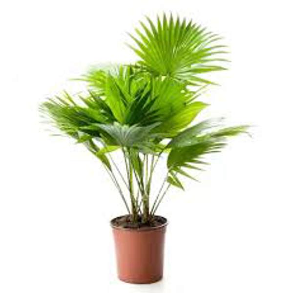 Комнатные растения Green Shop  Пальма ливинстона