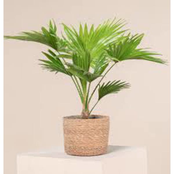 Комнатные растения Green Shop  Пальма ливинстона