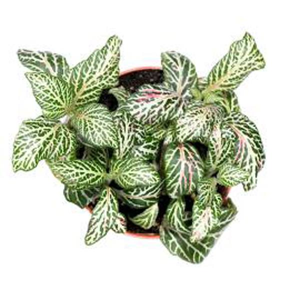 Комнатные растения Green Shop  Фиттония