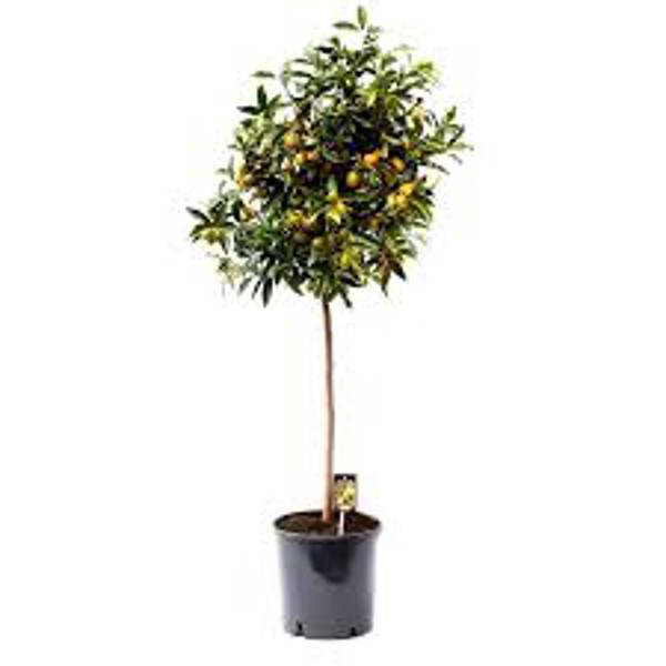 Комнатные растения Green Shop  Фортунелла