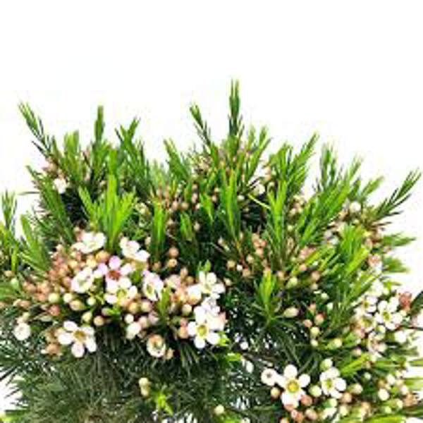 Комнатные растения Green Shop  Хамелациум