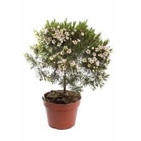 Комнатные растения Green Shop  Хамелациум