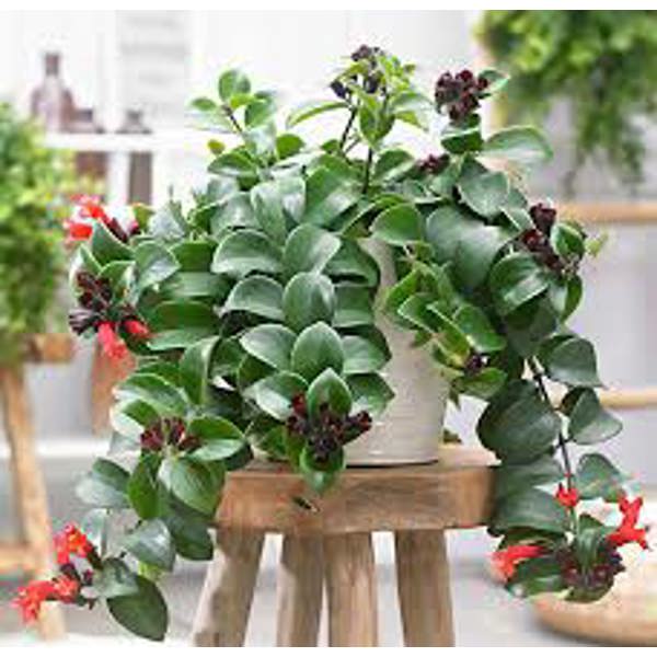 Комнатные растения Green Shop  Эсхинантус